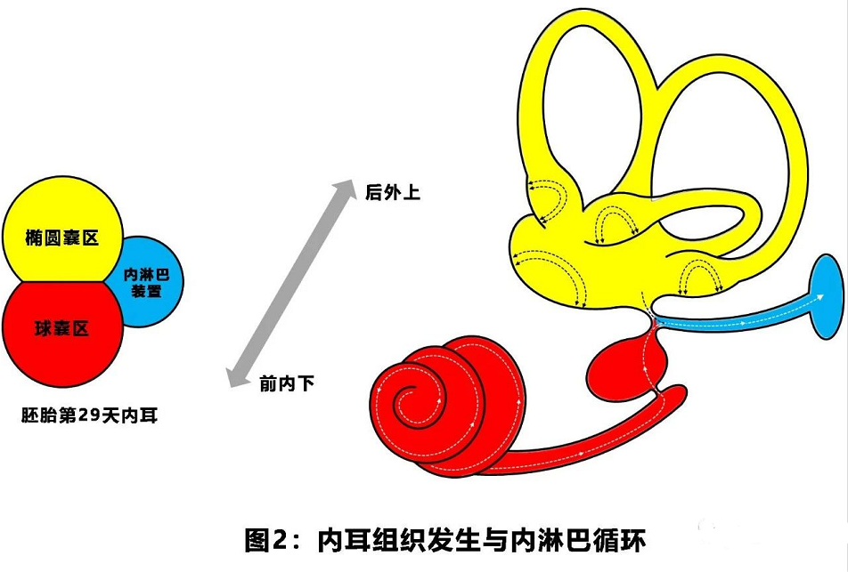 梅尼埃病